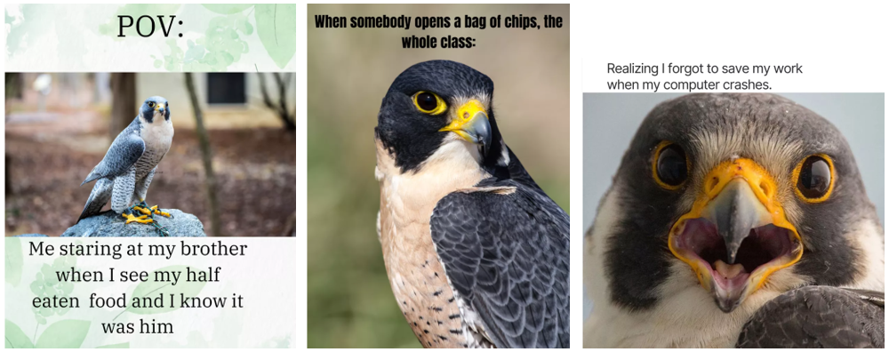 An array of memes created by Colonial Trail elementary depicting falcons looking shocked at text describing the cause of their emotions