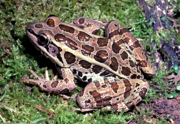 An image of a pickerel frog on the bank of a creek