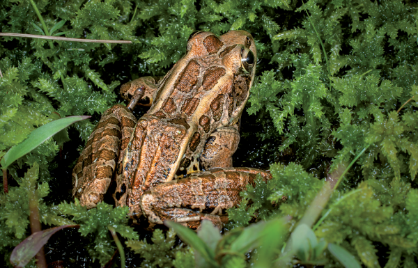 An image of a pickerel frog amongst the moss