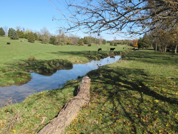 An image of a cow paddock with a stream running through it; it's important to protect the wood turtle on private land as well as public land