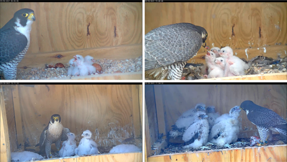 Developmental progression of the chicks after hatching. The top right photo includes the adult female while all others contain the adult male.