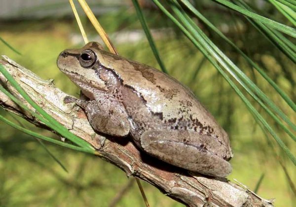 An image of a pine woods treefrog on a stick
