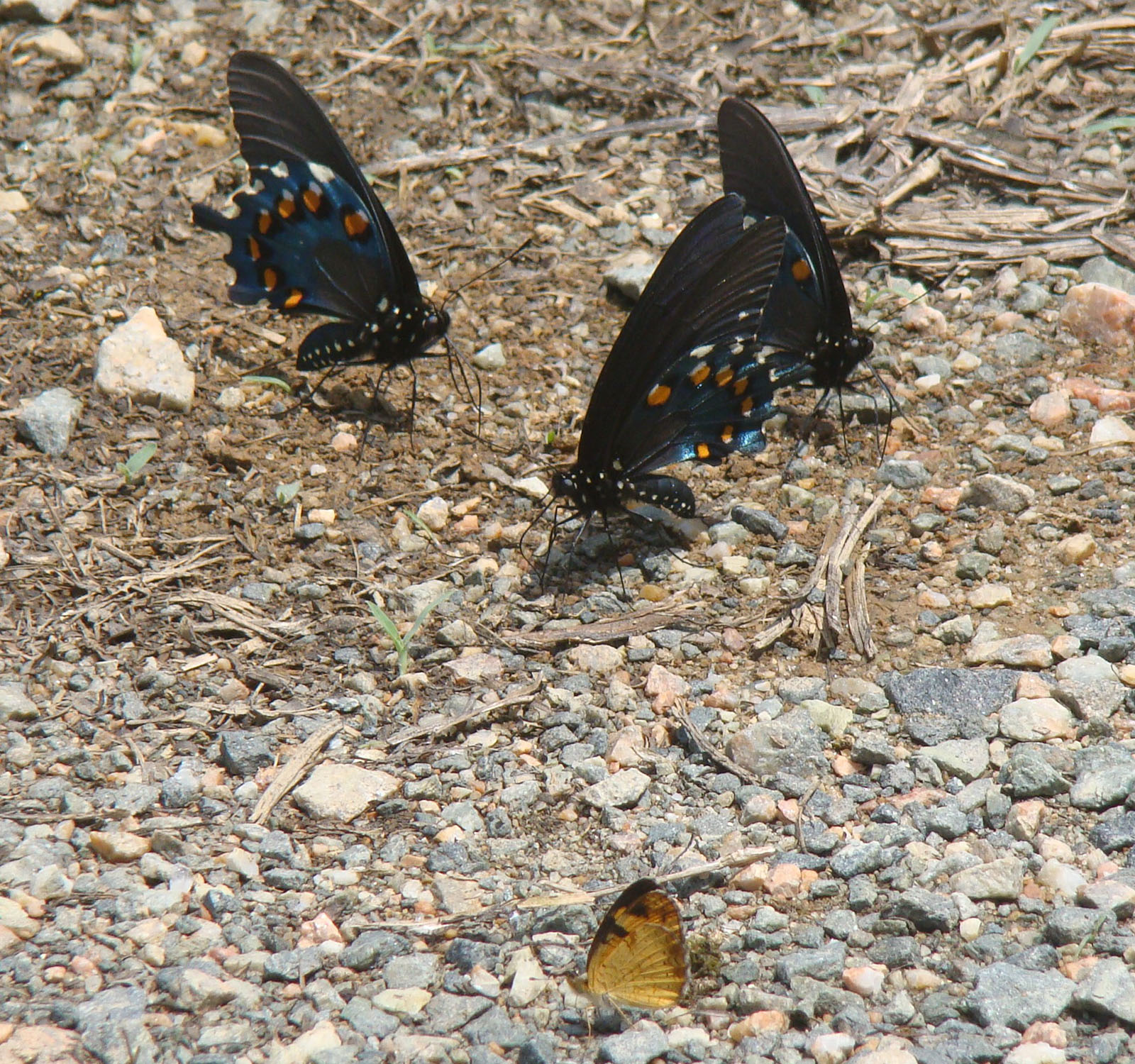 A photo of three larger butterflies with black wings with blue and orange spots, with a smaller butterfly with yellow and black wings. 