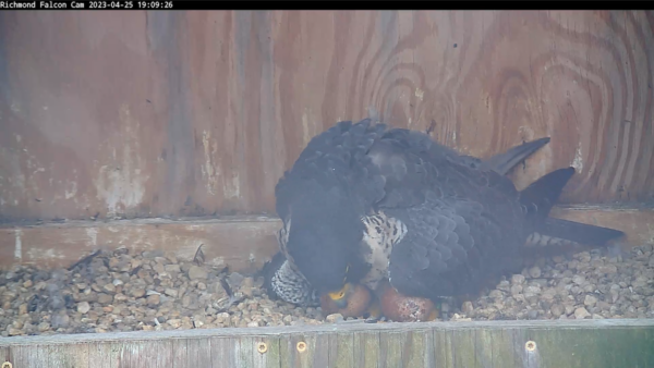 Female falcon with pipped egg. The chick can be viewed through the enlarged pip.