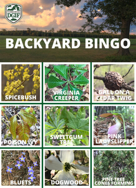 Click to open a PDF version of the Backyard bingo board - plant edition