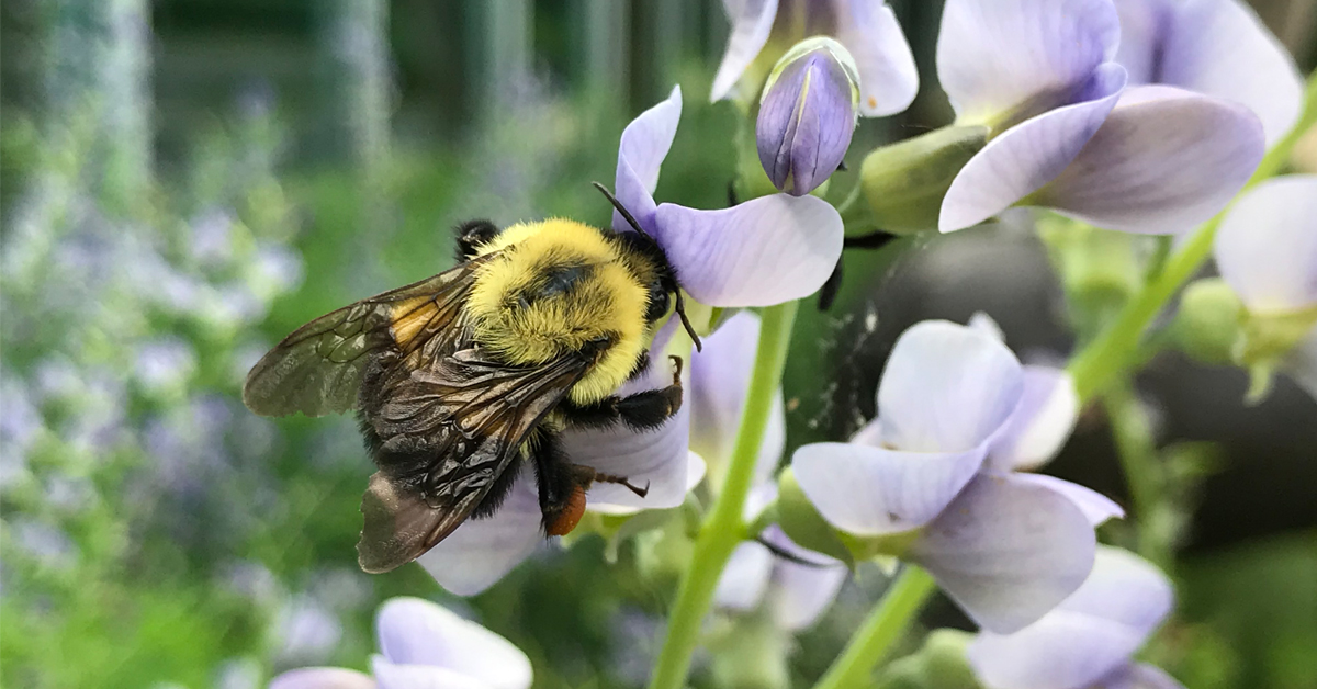 Trees for Bees and Other Pollinators