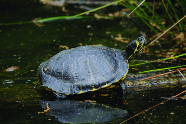 An image of Yellow-bellied slider