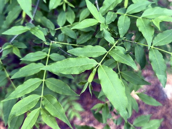 A close-up photo of piratebush, which has opposite leaves that are 2–4 inches long, narrow, and pale green.
