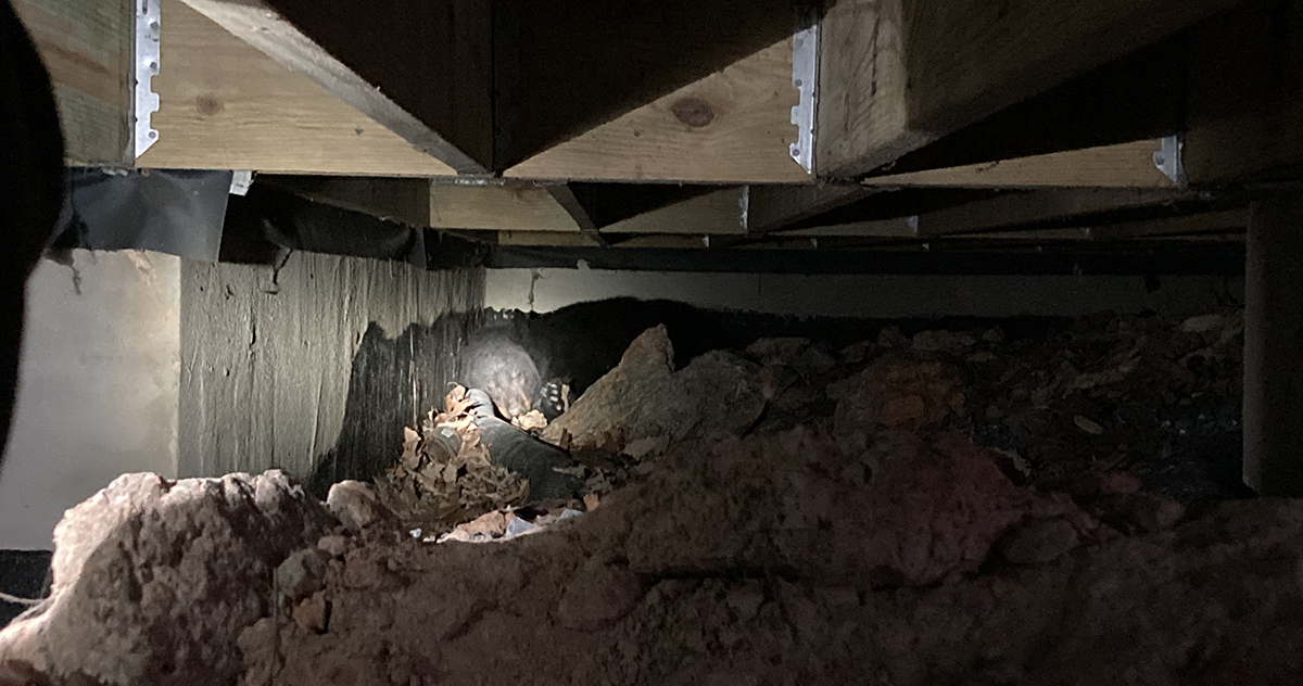 An image of a black bear den within an unsecured crawl space