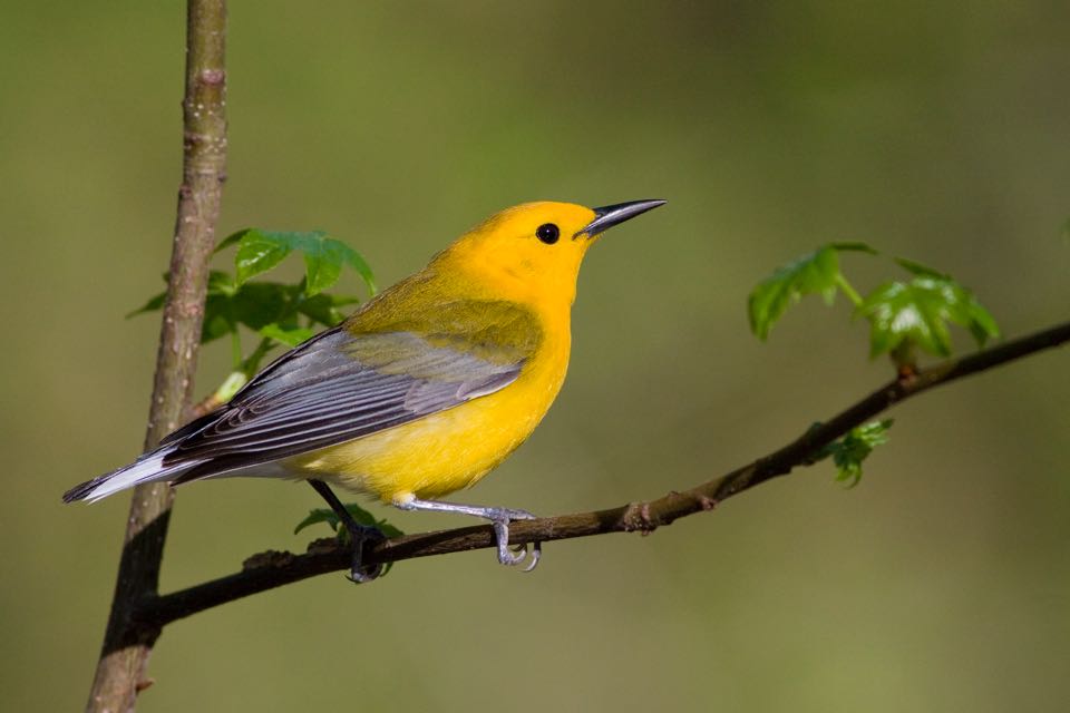 Prothonotary Warbler on the branch of a maple tree