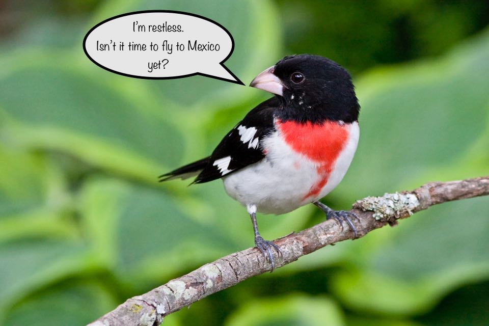An image of a rose breasted grosbeak with a speech bubble next to it that reads "I'm restless, isn't it time to fly to Mexico yet?"