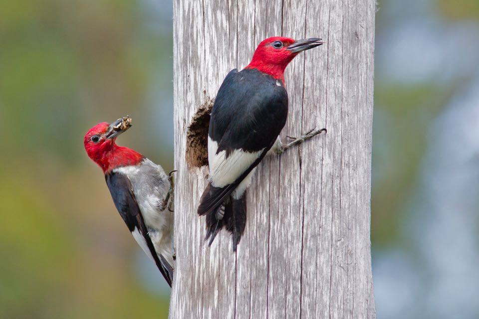An image of two black birds with red heads and white bellies perched on a wooden fence post with a nesting hole; these are red headed woodpeckers
