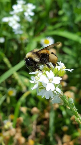 An image of Rusty Patched Bumble Bee