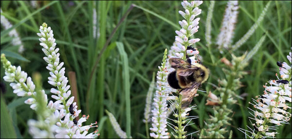 An image of a rusty patched bumble bee atop a plant that produces small white flowering spires