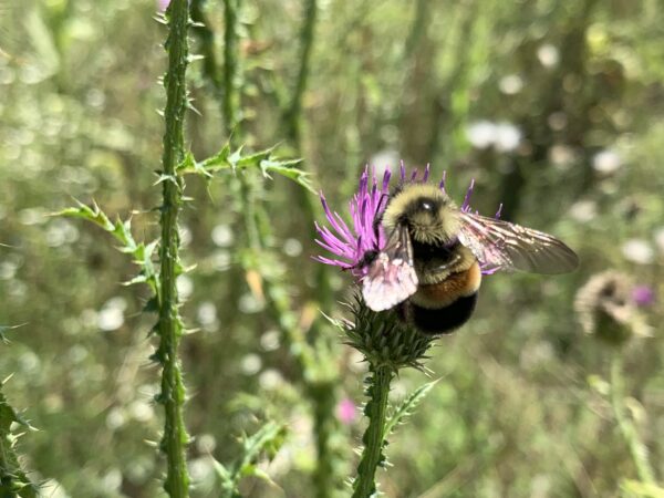 An image of the rusty patched bumble bee drinking nectar from a thistle.