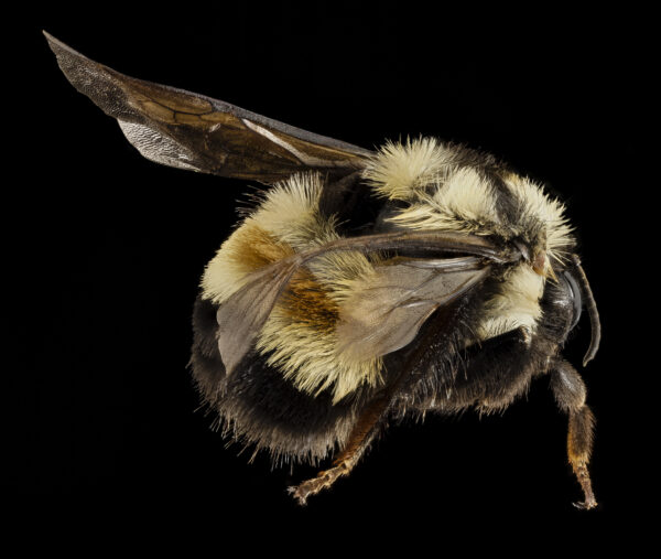 An image of a preserved rusty patched bumble be specimen from the Smithsonian; the bee is displaced upon a black background with it's abdomen facing the viewer. 