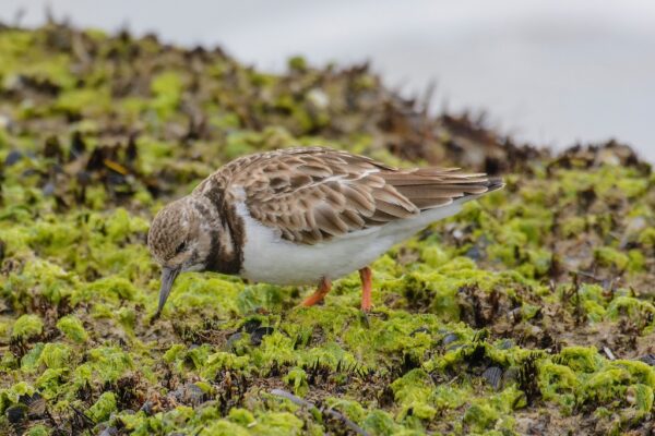 A small bird with a brown and white plumage, known as a ruddy turnstone, foraging on a mossy, rocky surface near the water. 