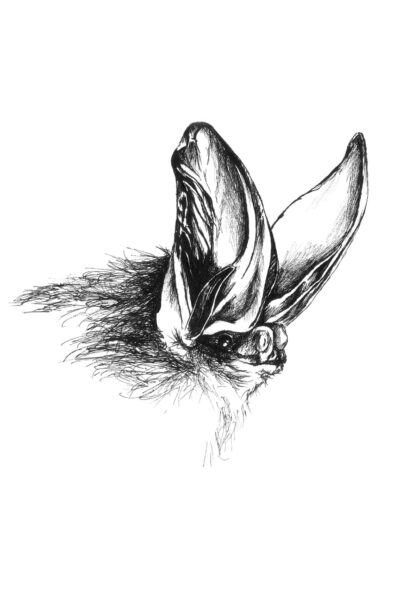 An image of Rafinesque’s Big-eared Bat