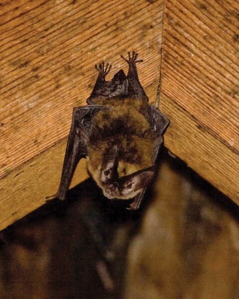 An image of Rafinesque’s Big-Eared Bat