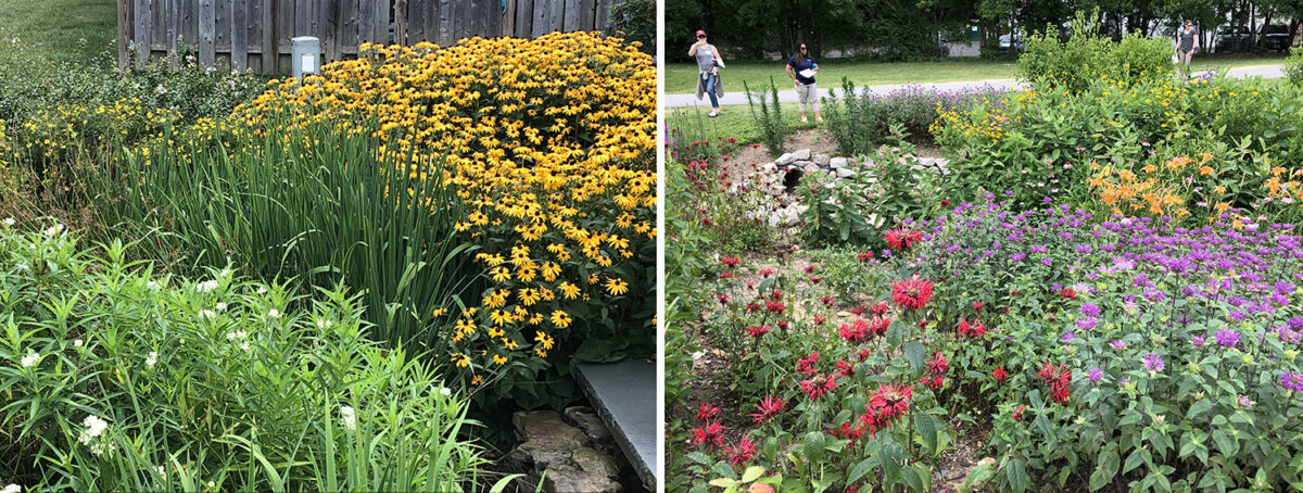 An image of a some examples of rain gardens with vibrant flowers that are very beneficial to pollinators
