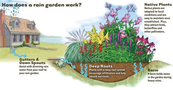A diagram depicting how rain gardens function; first the water is channeled through gutters and down spouts where they are directed into a garden of native plants with deep roots and berm which prevent further run-off