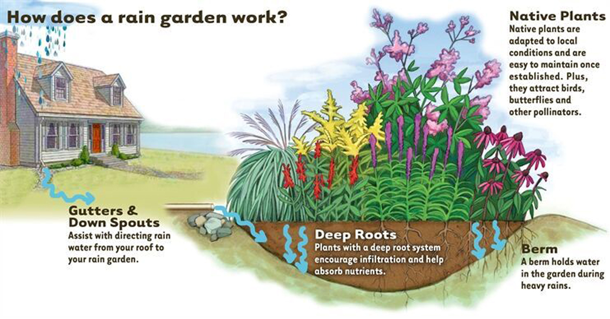 Rain Garden - Virginia Association of Soil and Water Conservation Districts