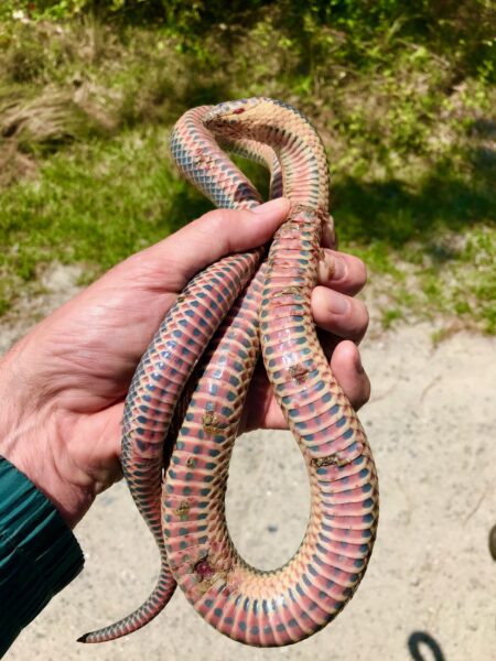 Common rainbow snake being held by someone