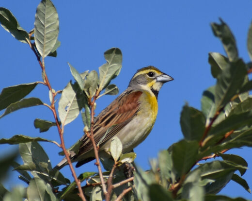 A dickcissel in a tree