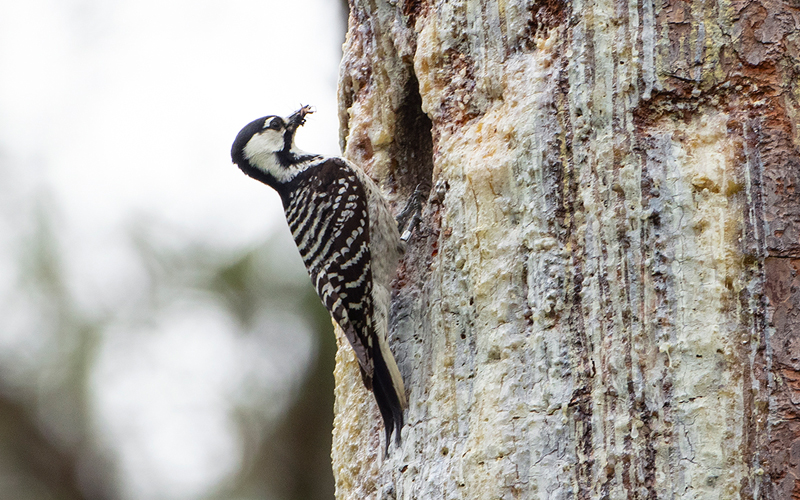 A red-cockaded woodpecker at Big Woods WMA.