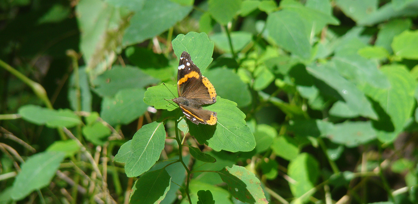A photo of a brown, orange, and white butterfly sitting on green leaves.