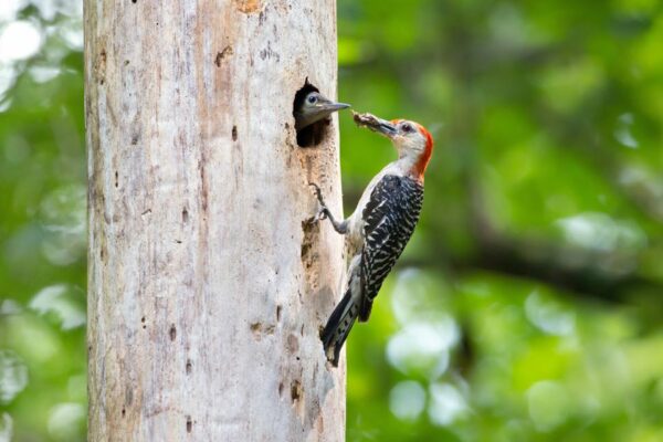 An image of a red bellied woodpecker feeding their young