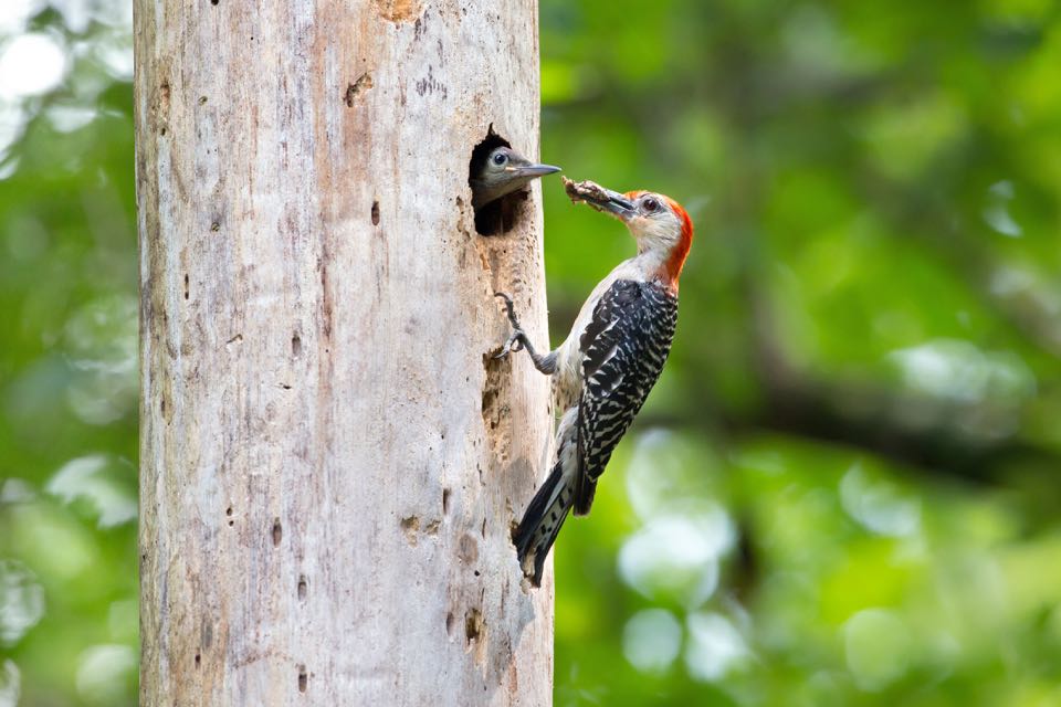 An image of a red bellied woodpecker feeding their young which is in a hollow tree