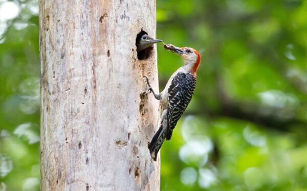 An image of a red bellied woodpecker feeding their nestling