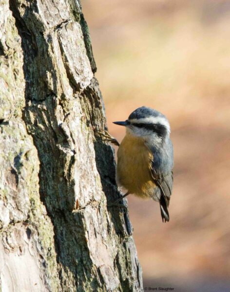 An image of a Red Breasted Nuthatch on a tree