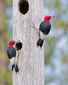 Two Red-headed Woodpeckers perched on a pole containing a nesting cavity