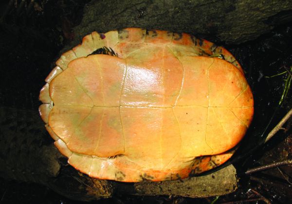 An image of Northern red-bellied cooter