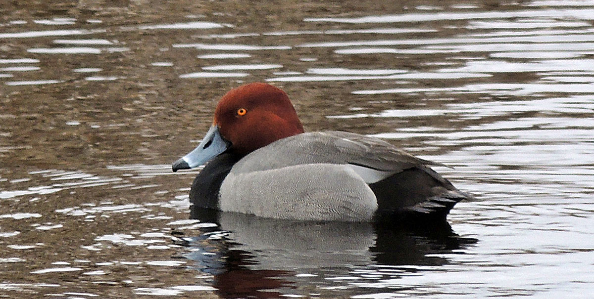 An image of a red-headed duck