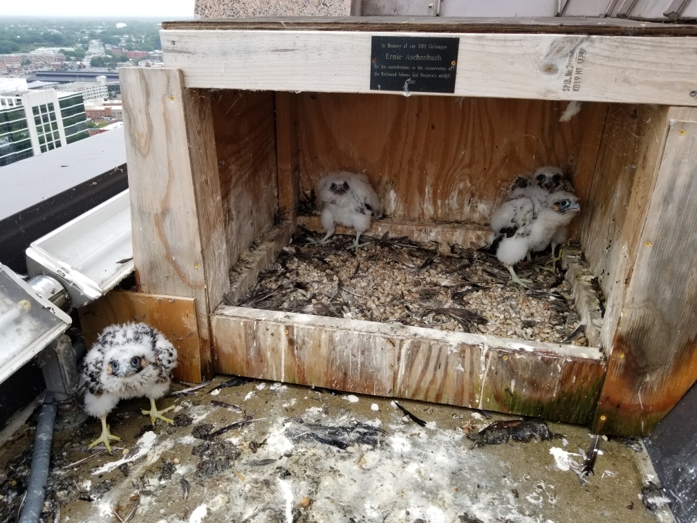 The four falcon chicks just before being collected for banding