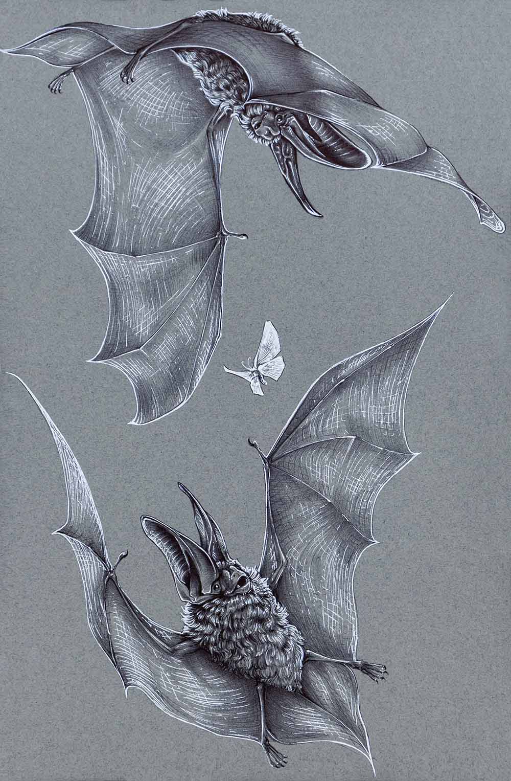 Detailed monochrome illustration of bats in flight around a moth.