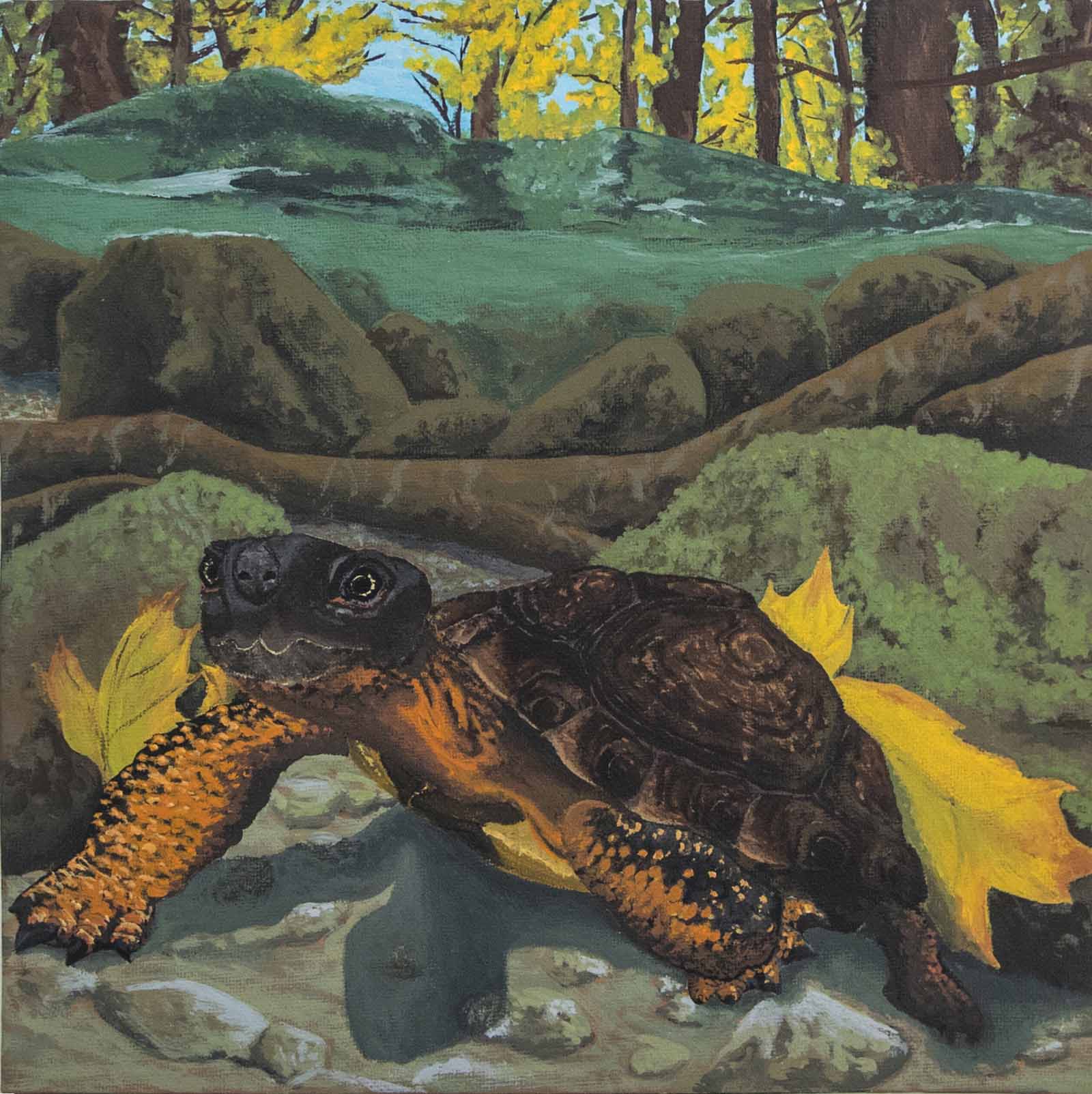 An acrylic painting depicting a wood turtle in its aquatic habitat.