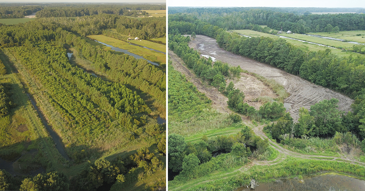 An image of the wildlife meadow being built at Princess Anne WMA with the before and after pictures