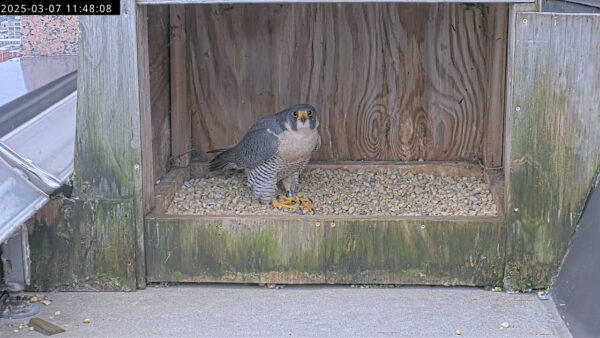 A peregrine flacon standing in its nest box.