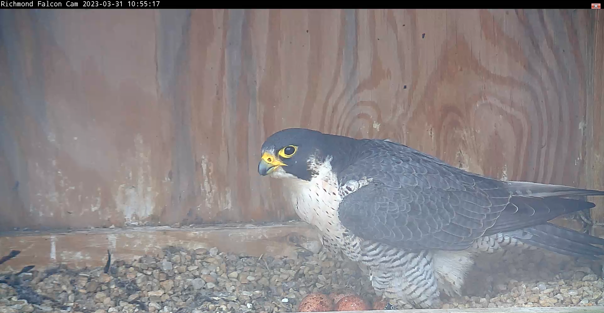 Clutch Is Complete Virginia DWR