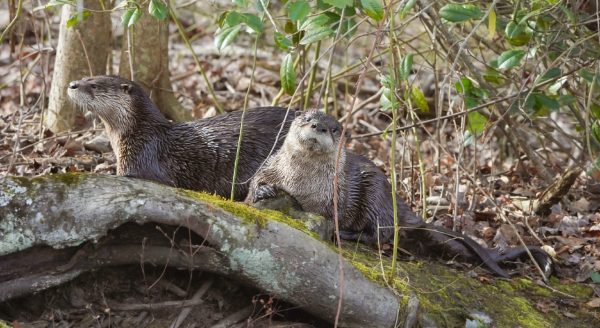 An image of two otters on a river bank 