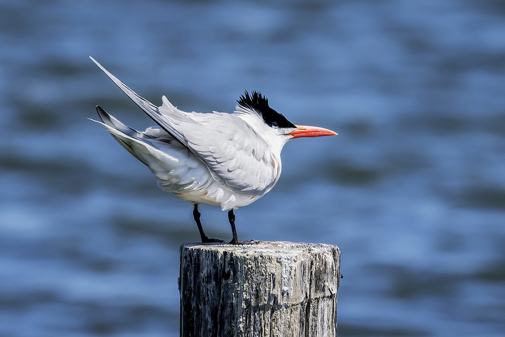 An image of a royal tern, an seagull like bird with a black cap and orange beak standing atop a wooden pole