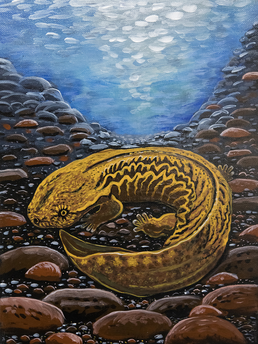 Sandy James' "Hellbender" was chosen to be reproduced as an art print for Restore the Wild members.