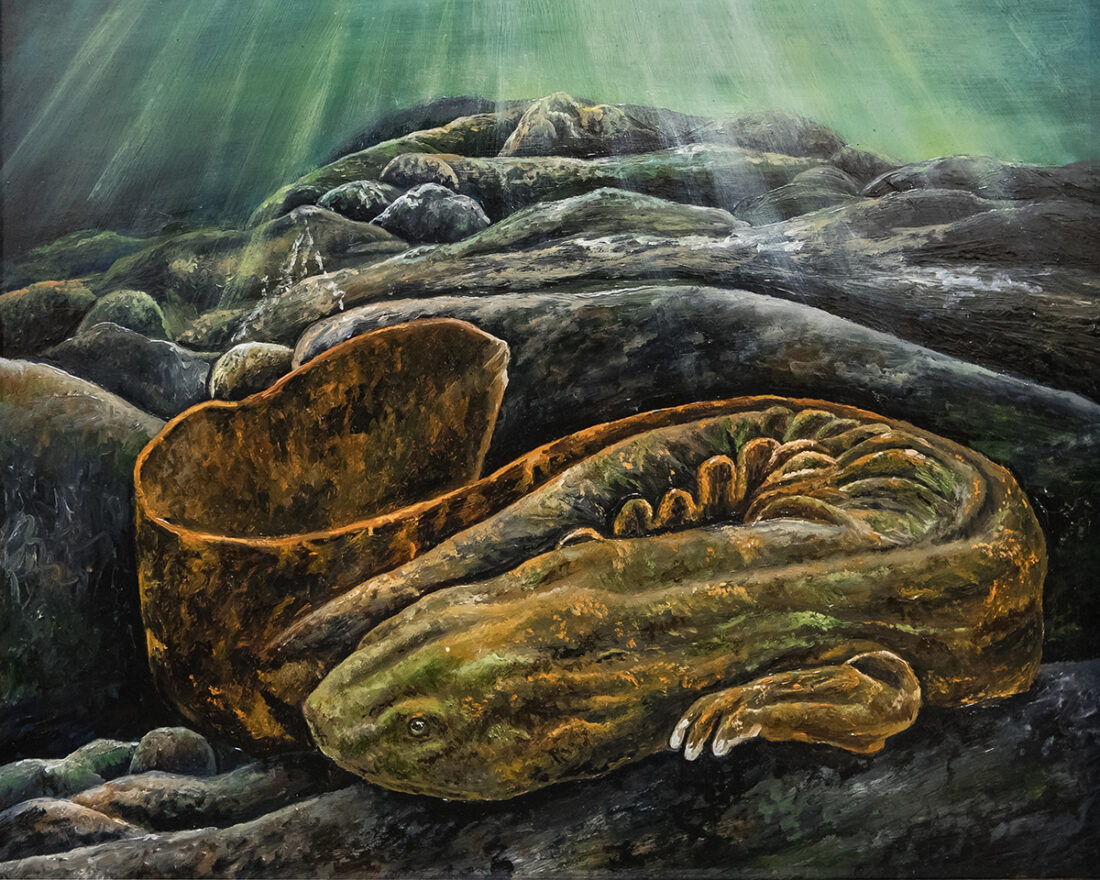A oil painting of a Hellbender that won the natural history catagory