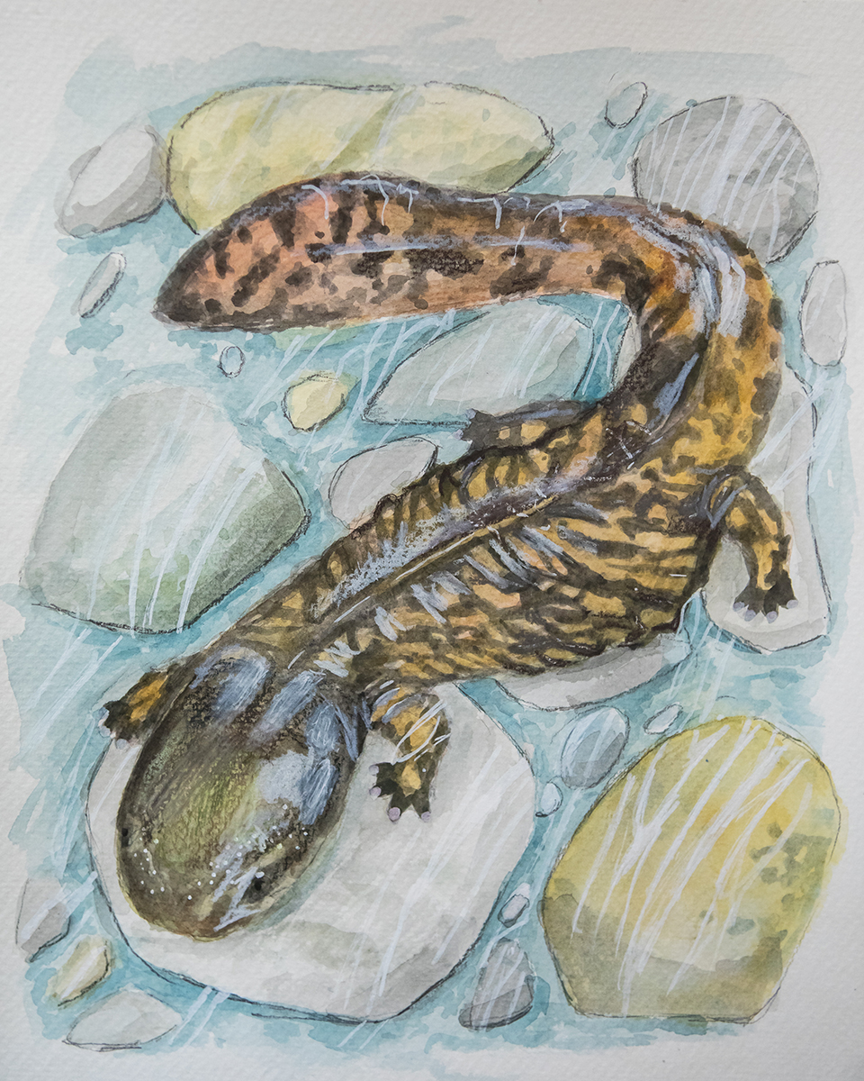 A drawing of a hellbender salamander on some rocks that one the youth catagory