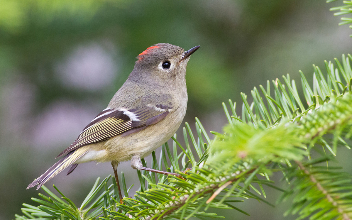 An image of a small beige songbird with a red crown; this is a Ruby crowned Kinglet