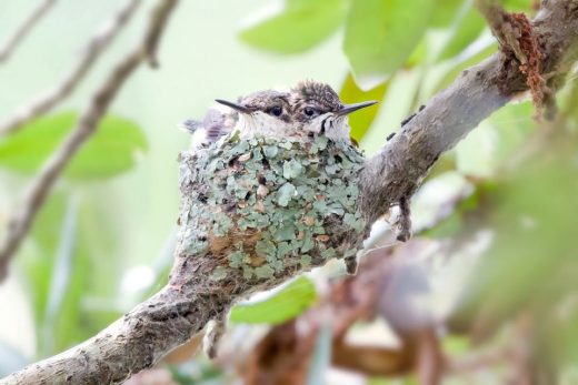 An image of a ruby throated hummingbird chick in the nest